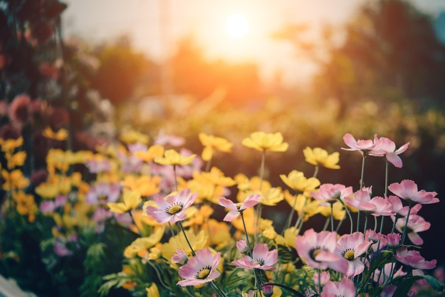 Garten bei Sonnenuntergang mit gelben Blumen