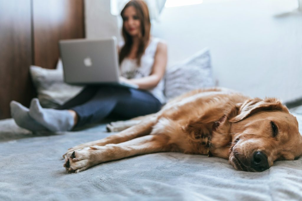 Hund liegt auf dem Bett während Frau im Hintergrund im Homeoffice am Laptop sitzt